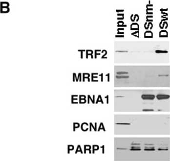 Mre11 Antibody