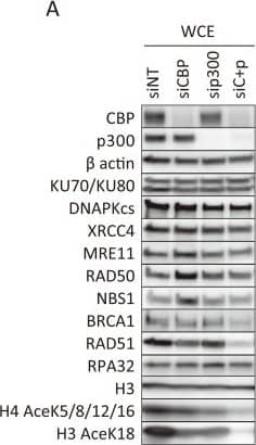 Mre11 Antibody