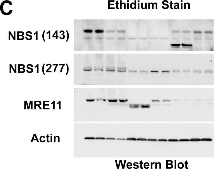 Mre11 Antibody