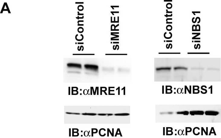 Mre11 Antibody