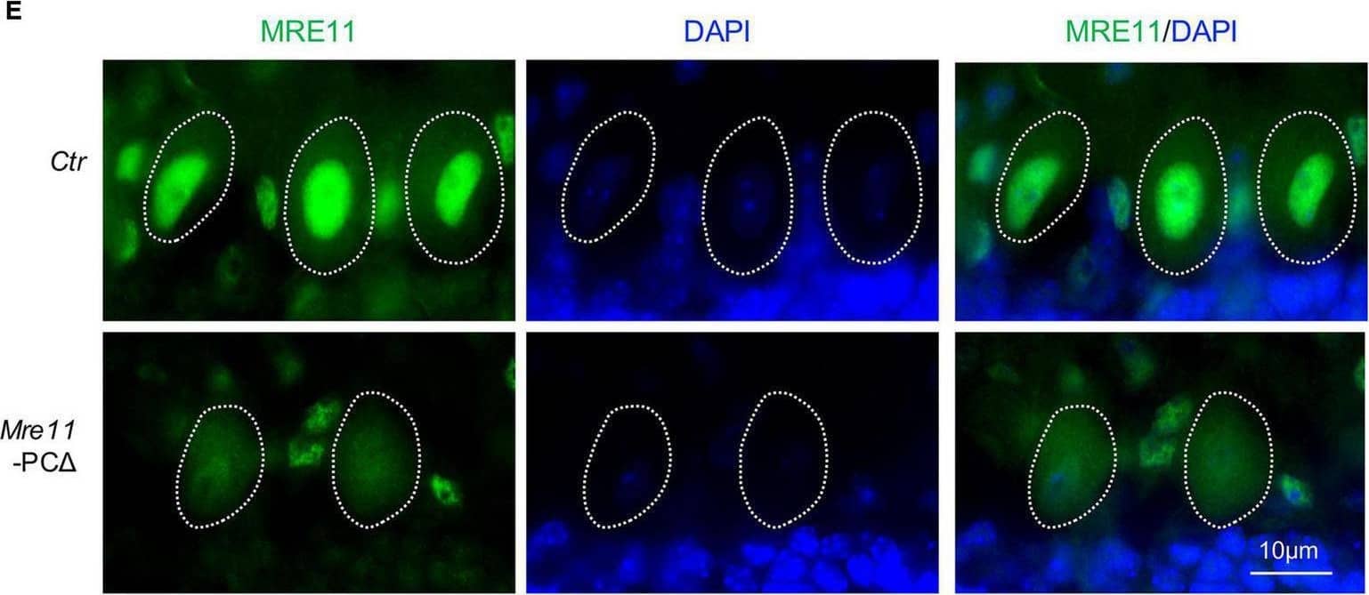 Mre11 Antibody - BSA Free