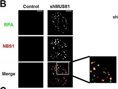Nbs1 Antibody