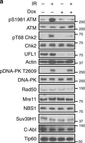 Nbs1 Antibody