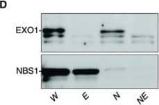 Nbs1 Antibody