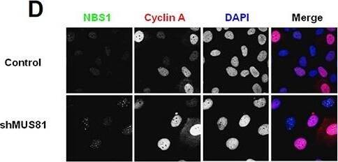 Nbs1 Antibody