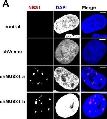 Nbs1 Antibody