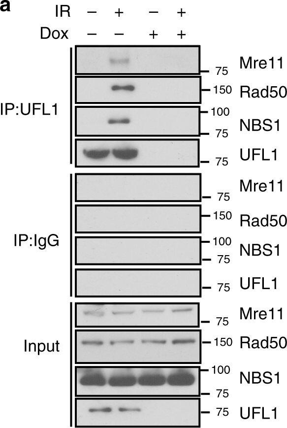 Nbs1 Antibody