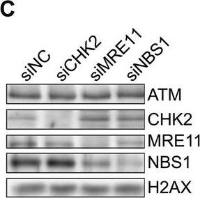 Nbs1 Antibody - BSA Free