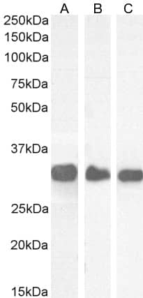 FHL1 Antibody