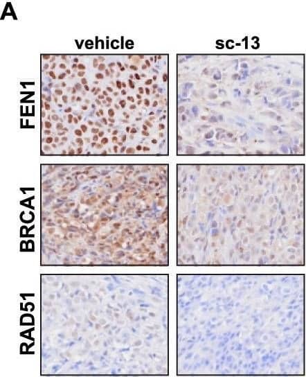 FEN-1 Antibody (4E7) - Azide and BSA Free