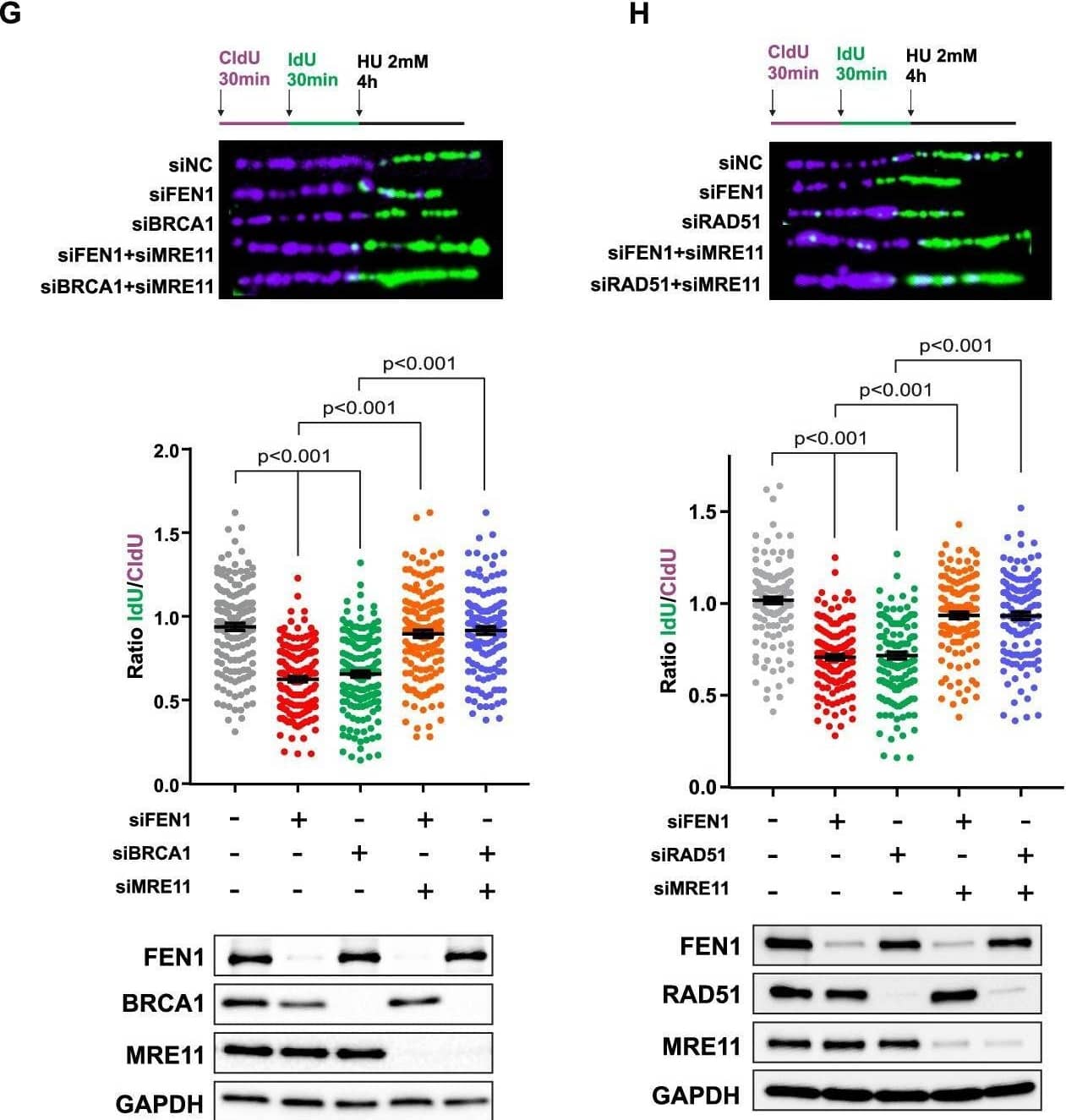 FEN-1 Antibody (4E7) - Azide and BSA Free