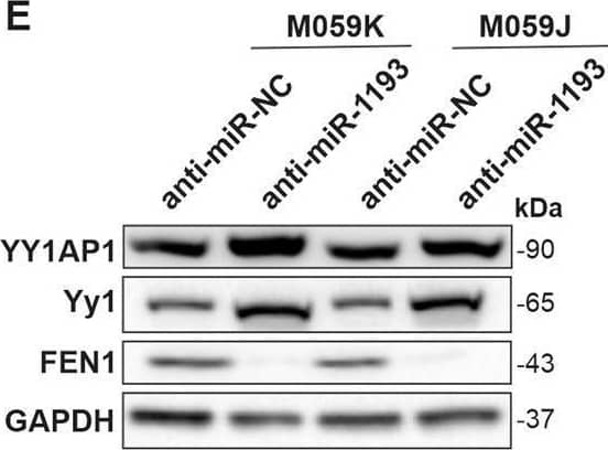 FEN-1 Antibody (4E7) - Azide and BSA Free