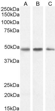 Serpin I1/Neuroserpin Antibody