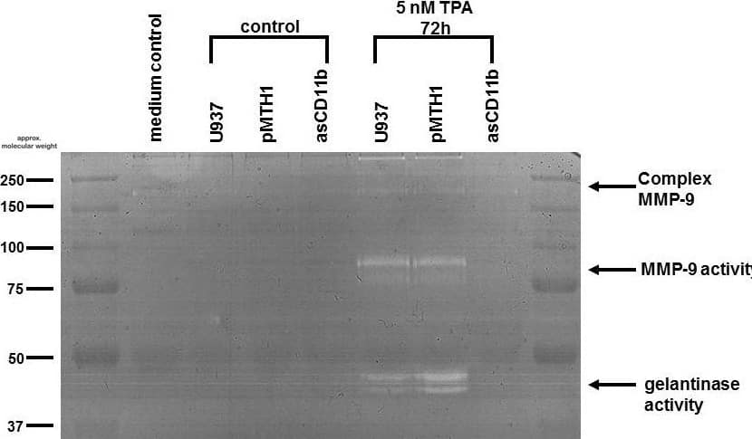 p97/VCP Antibody