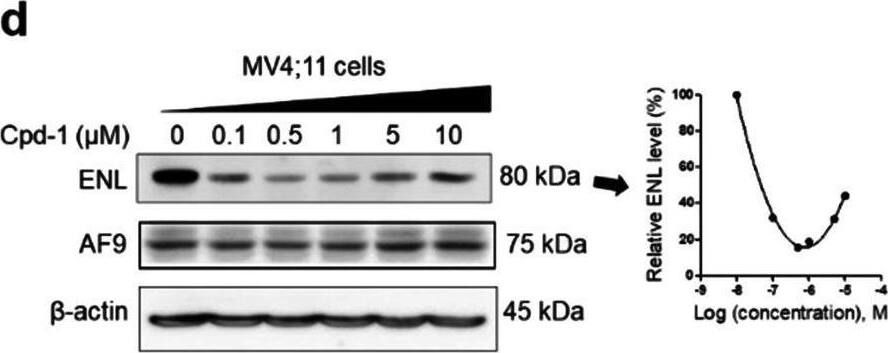 AF9 Antibody - BSA Free
