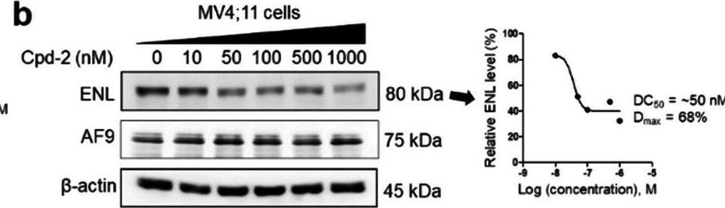 AF9 Antibody - BSA Free