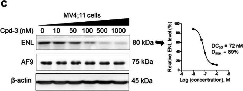 AF9 Antibody - BSA Free