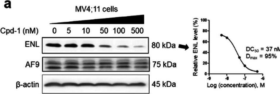 AF9 Antibody - BSA Free