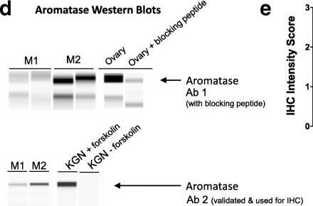 Aromatase Antibody