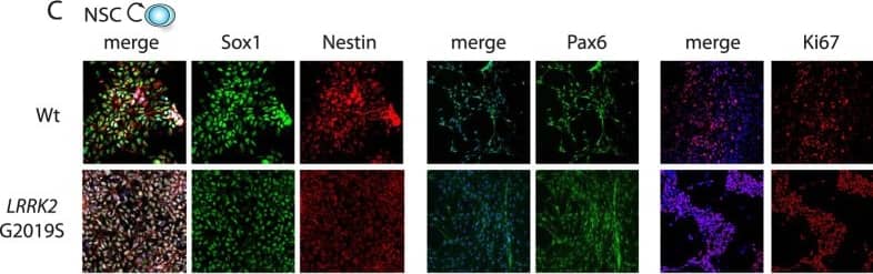Nestin Antibody