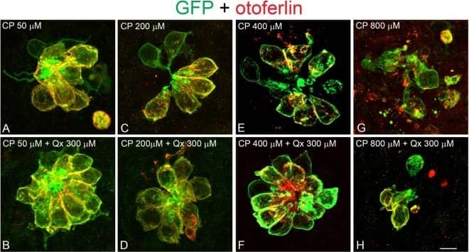 GFP Antibody - BSA Free (NB100-1614) by Novus, Part of Bio