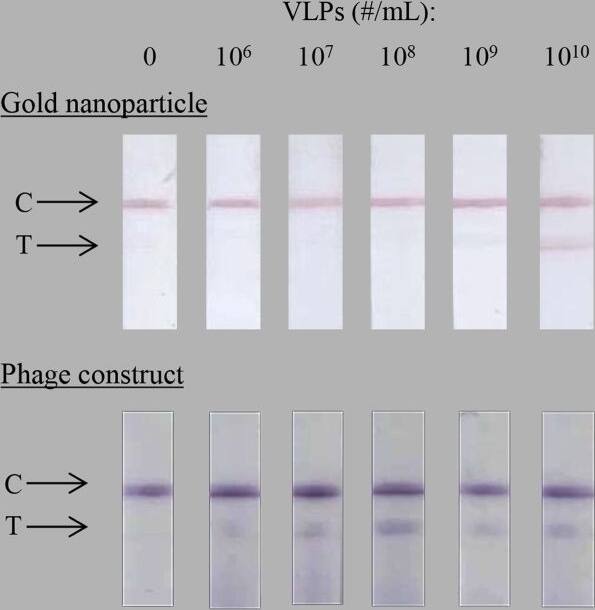 fd/M13 bacteriophage Antibody