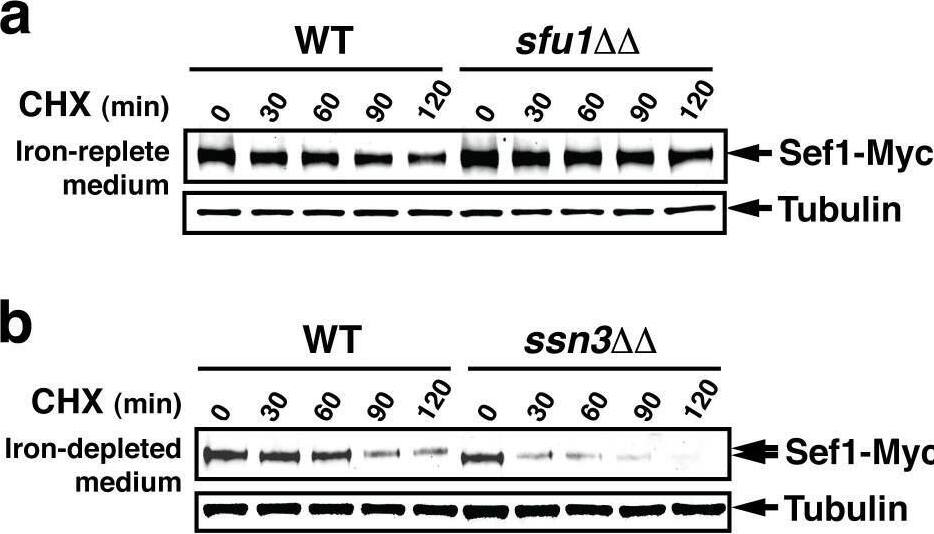 alpha Tubulin Antibody (YOL1/34) - BSA Free