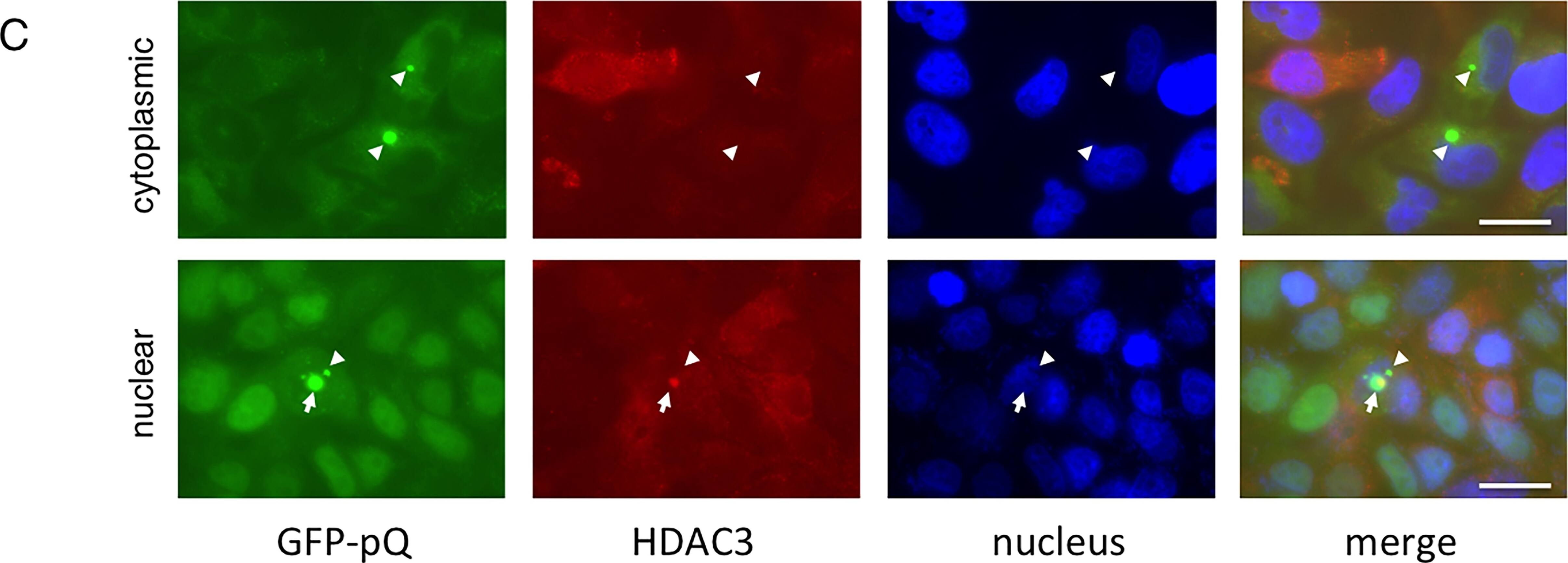 HDAC3 Antibody - BSA Free