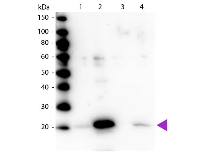 MRCL3 [p Ser19, p Ser20] Antibody