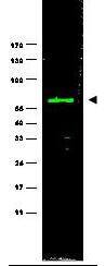 NEDD9/CASL/HEF1 Antibody (2G9) - (82-398 aa)