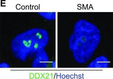 DDX21 Antibody - BSA Free