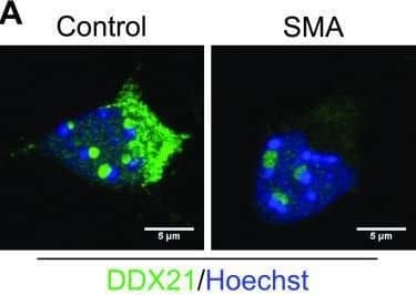 DDX21 Antibody - BSA Free