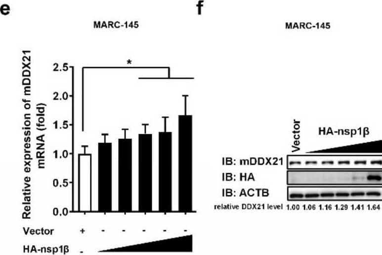 DDX21 Antibody - BSA Free