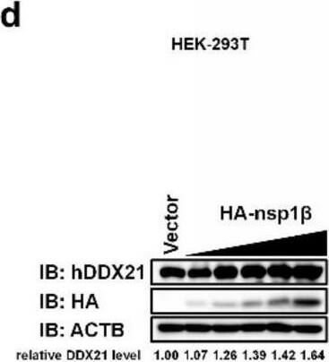 DDX21 Antibody - BSA Free
