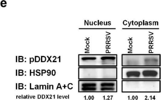 DDX21 Antibody - BSA Free