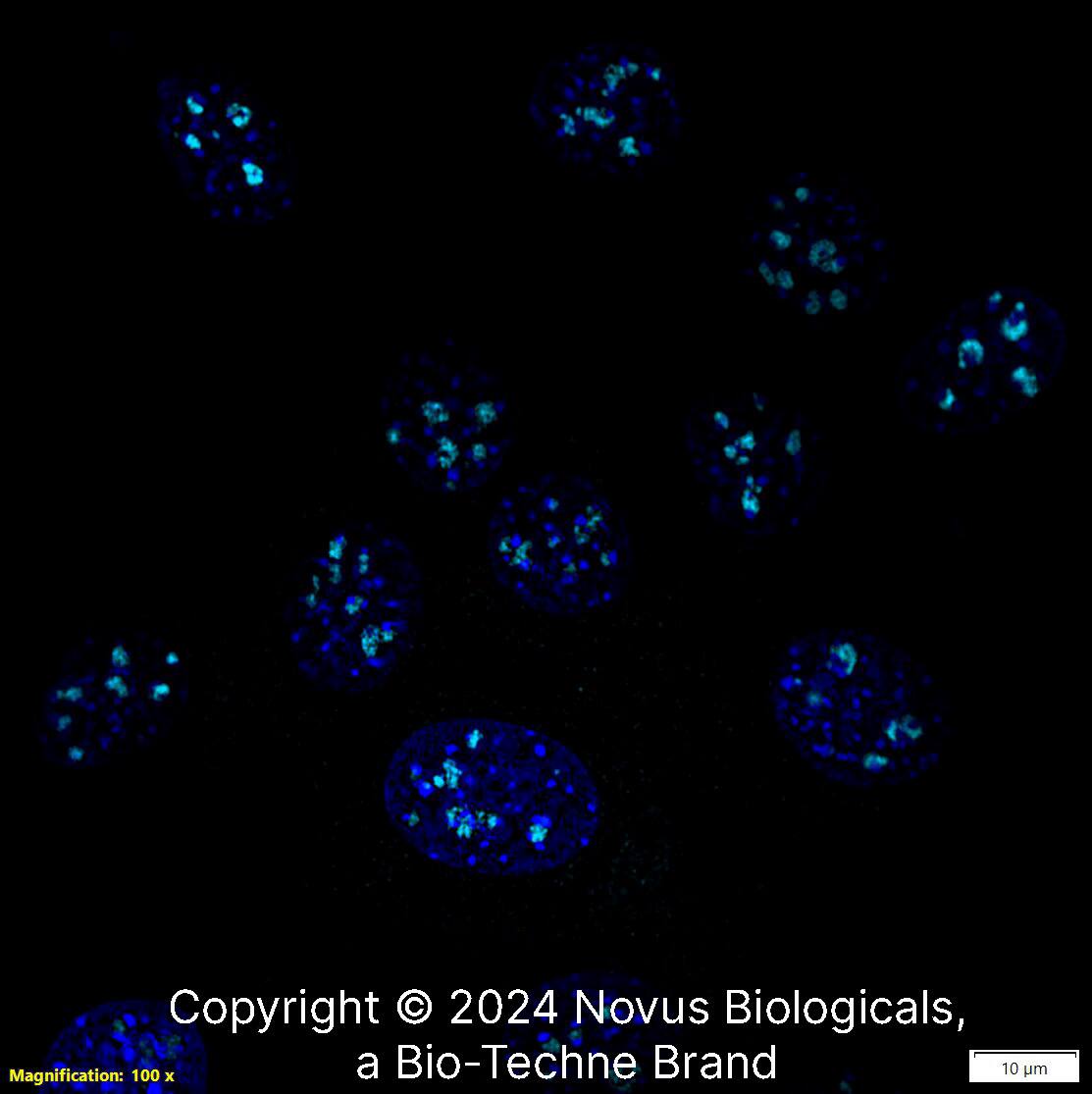 DDX21 Antibody [Alexa Fluor® 647]