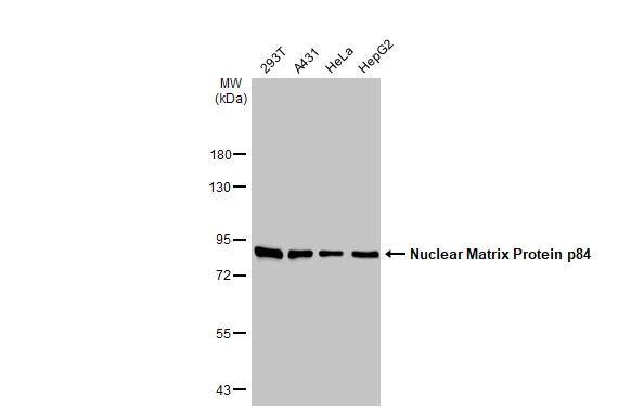 hHpr1-p84-Thoc1 Antibody (5E10) - Azide and BSA Free