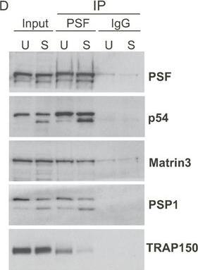 Matrin 3 Antibody