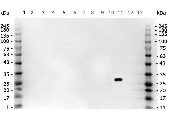 Use of Anti-GFP Antibody in Multi-Lysate Western Blot