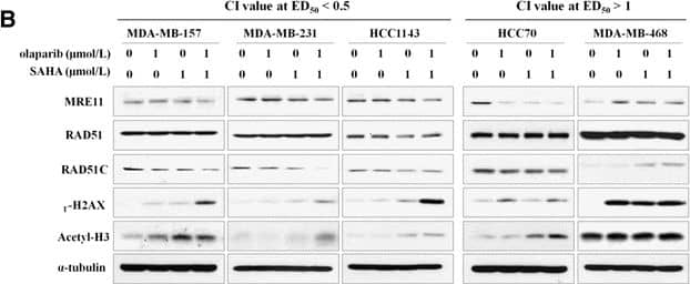 Rad51C Antibody (2H11/6) - BSA Free