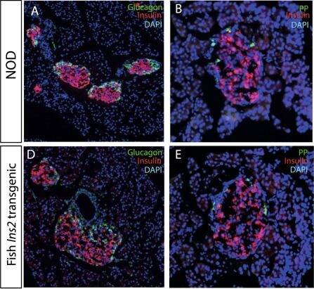 Pancreatic Polypeptide/PP Antibody