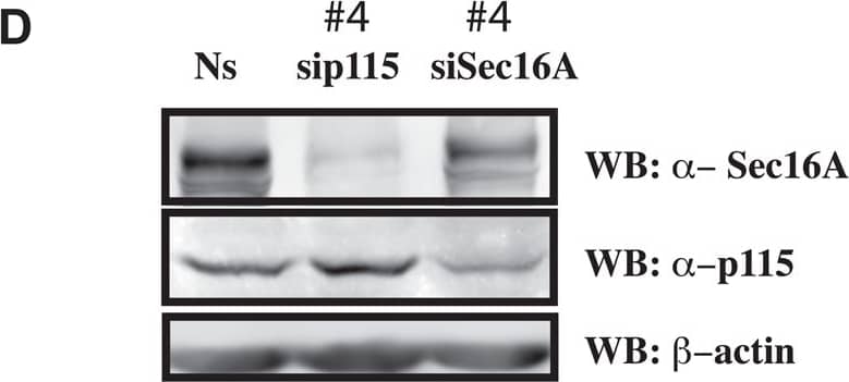 SEC16A Antibody