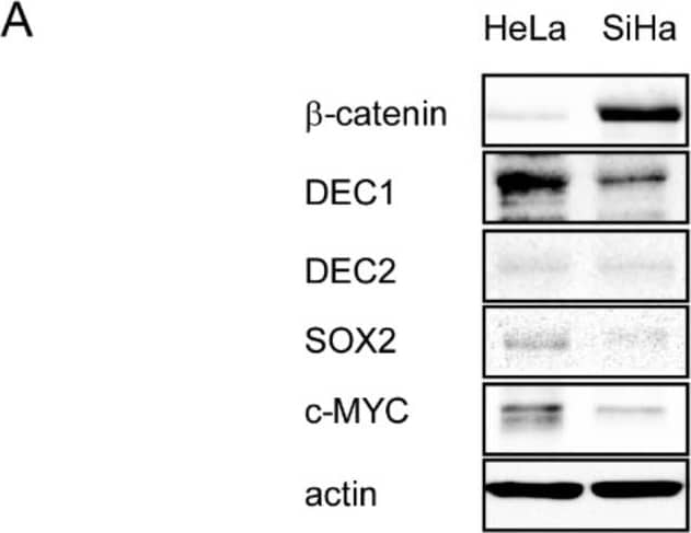 DEC1 Antibody - BSA Free