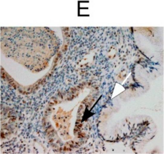 DEC1 Antibody - BSA Free
