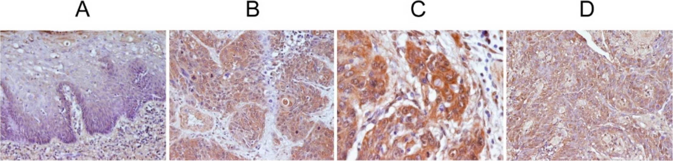 DEC1 Antibody - BSA Free