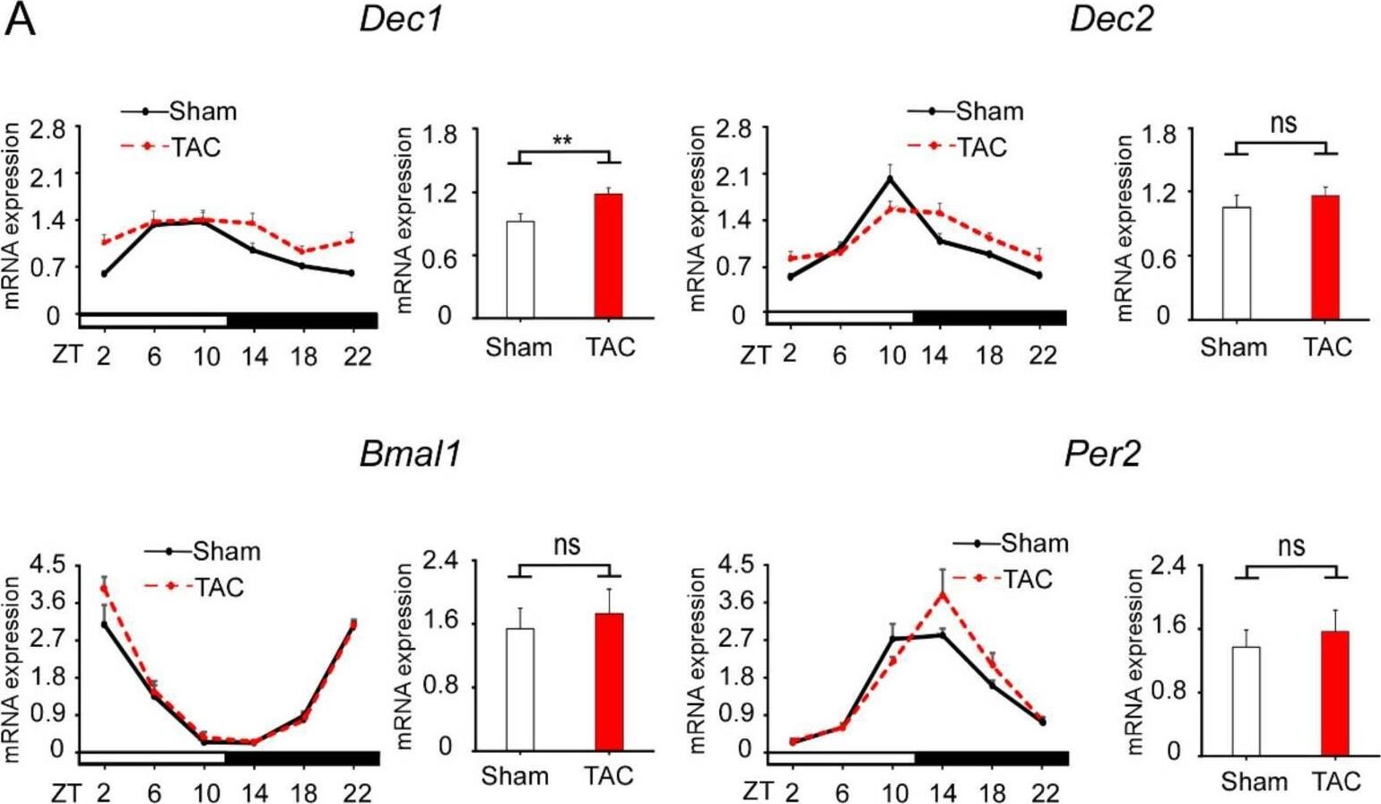 DEC1 Antibody - BSA Free