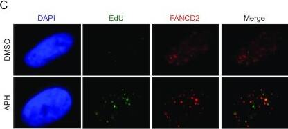 FANCD2 Antibody - BSA Free