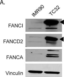 FANCD2 Antibody - BSA Free