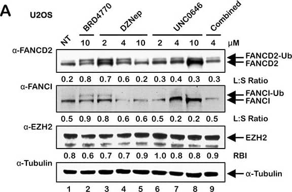 FANCD2 Antibody - BSA Free