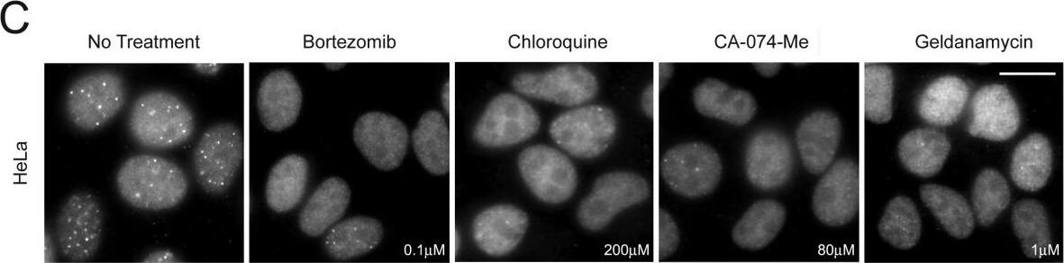 FANCD2 Antibody - BSA Free